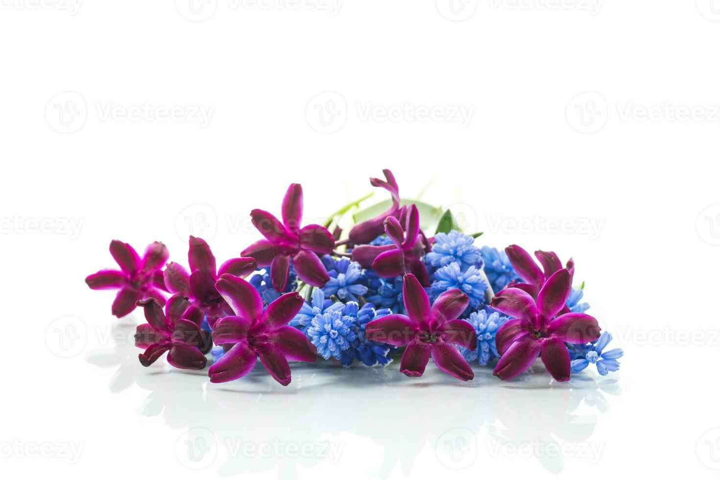 cute spring little colored flowers on white background photo