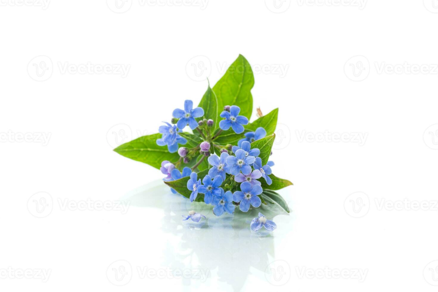 small blue forget-me-not flowers on white background photo