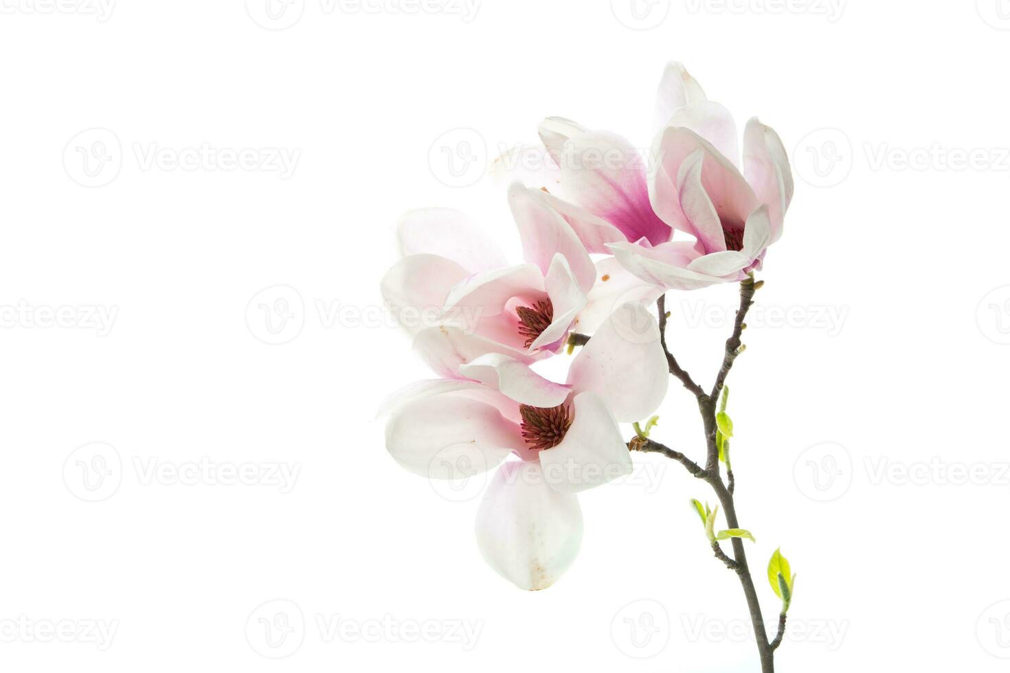 Beautiful pink magnolia flower on white background photo