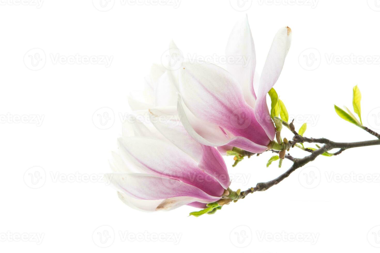 Beautiful pink magnolia flower on white background photo