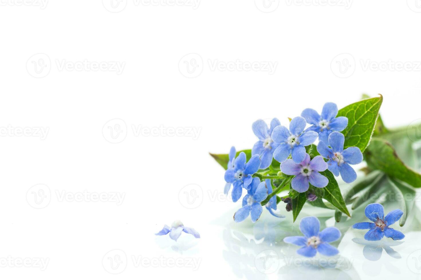 small blue forget-me-not flowers on white background photo