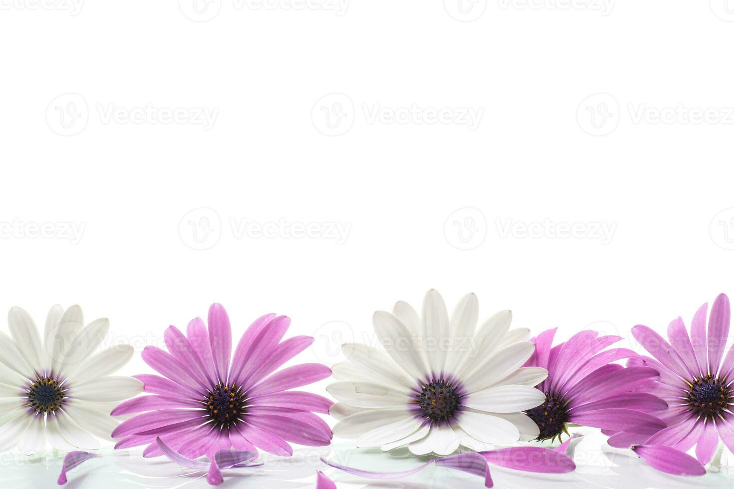 hermosa blanco y púrpura osteospermum flores en blanco antecedentes foto