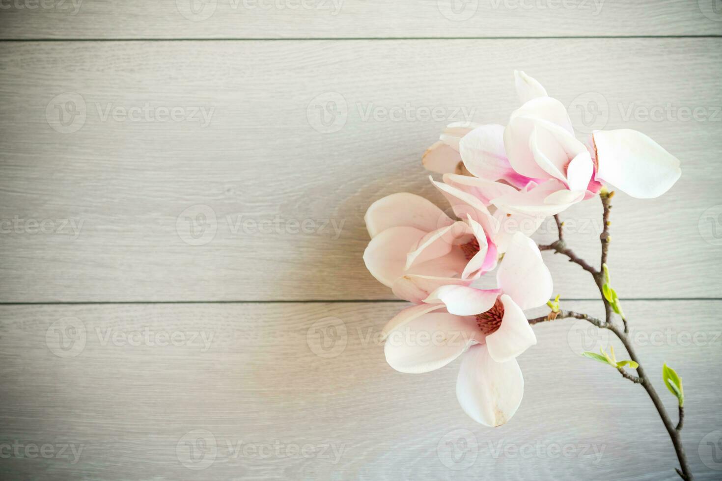 Branch with blooming pink Magnolia flowers on wooden background photo