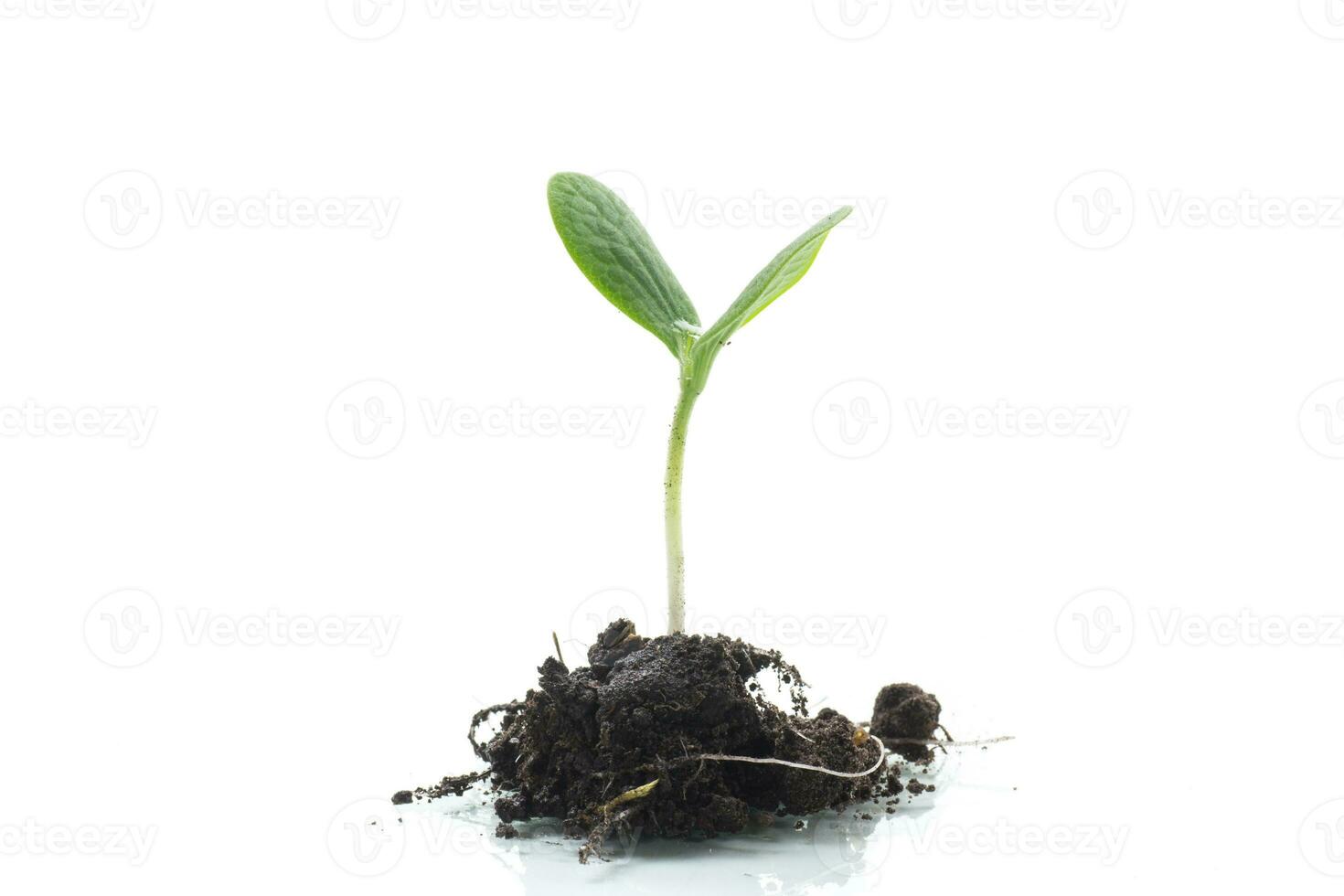 Green sprouts growing from soil on white background photo