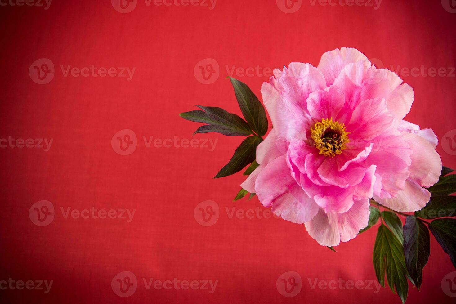 beautiful pink big tree peony flower on red background photo