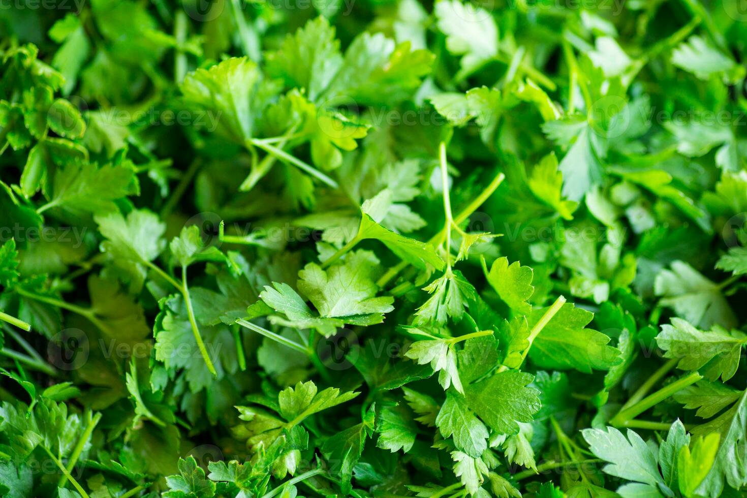 green fresh background of fresh natural parsley photo