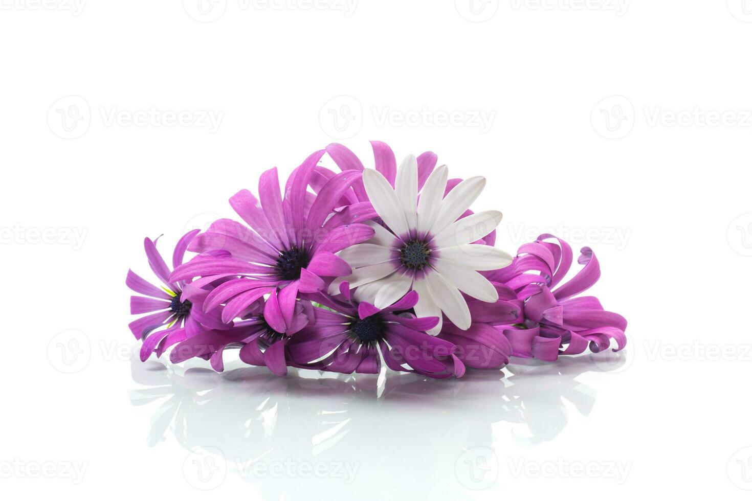 Beautiful white and purple Osteospermum flowers on white background photo