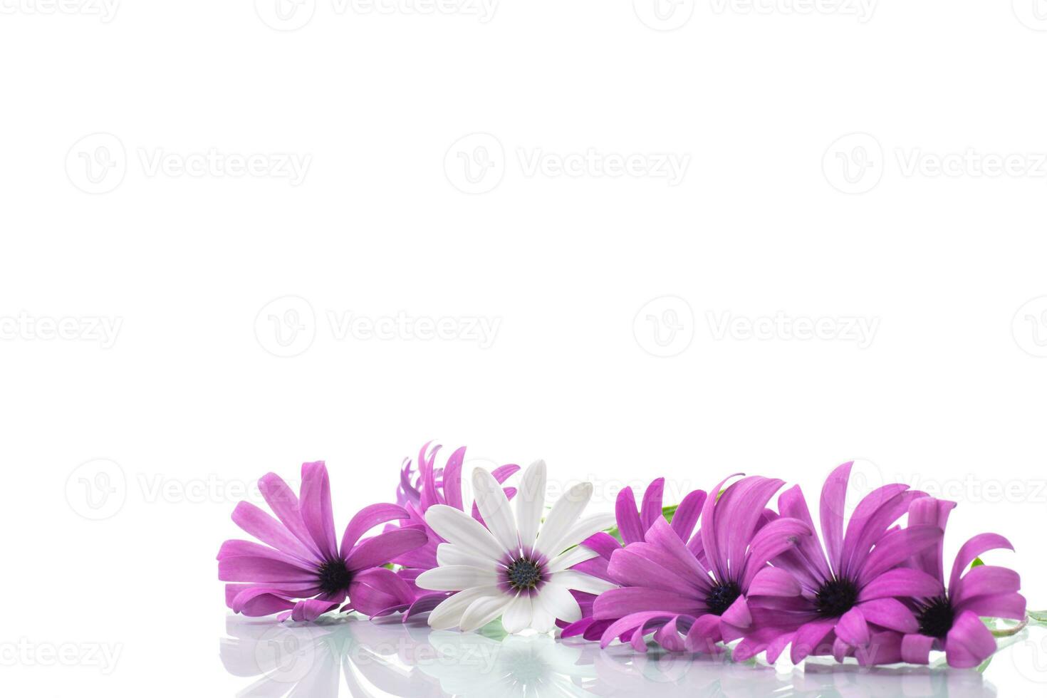 hermosa blanco y púrpura osteospermum flores en blanco antecedentes foto