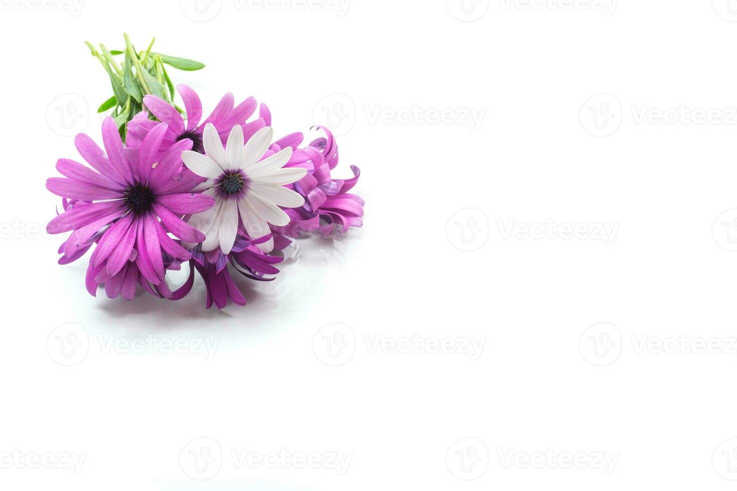 Beautiful white and purple Osteospermum flowers on white background photo