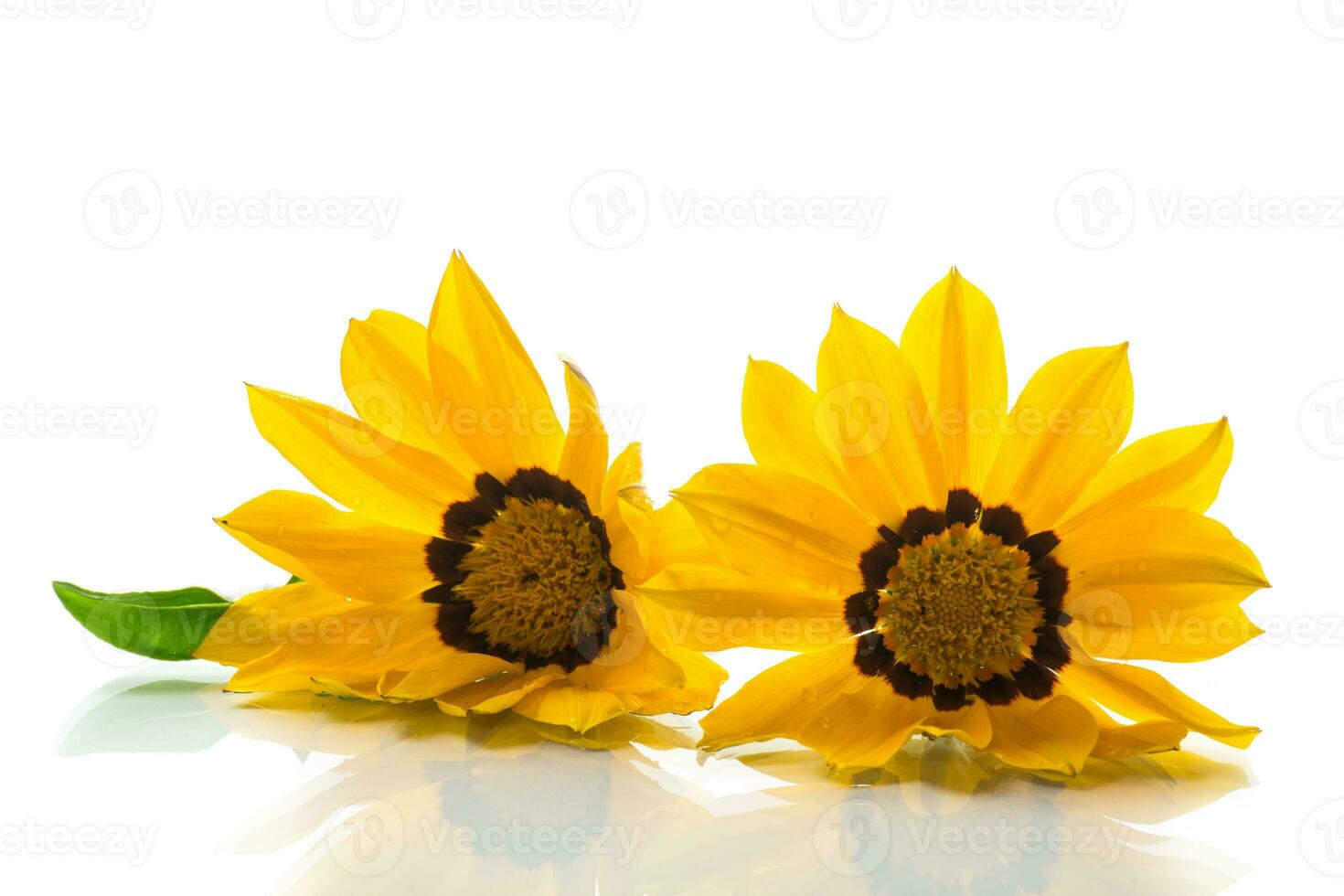Beautiful yellow Gazania flowers on white background. photo