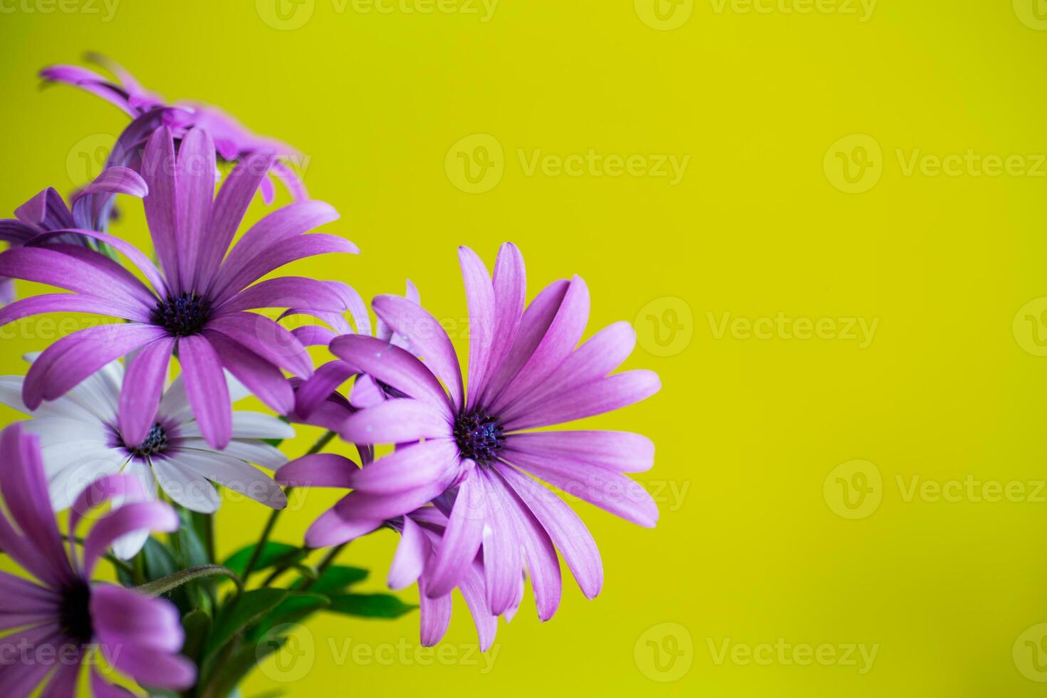 Beautiful white and purple Osteospermum flowers on green background photo