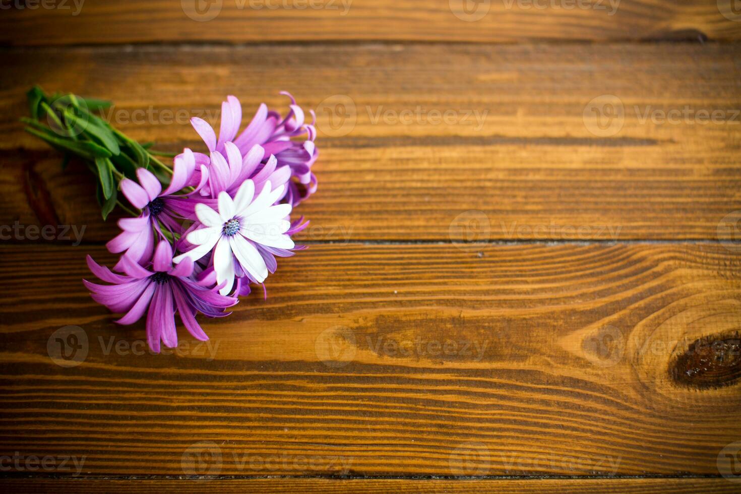 Beautiful white and purple Osteospermum flowers on a wooden photo