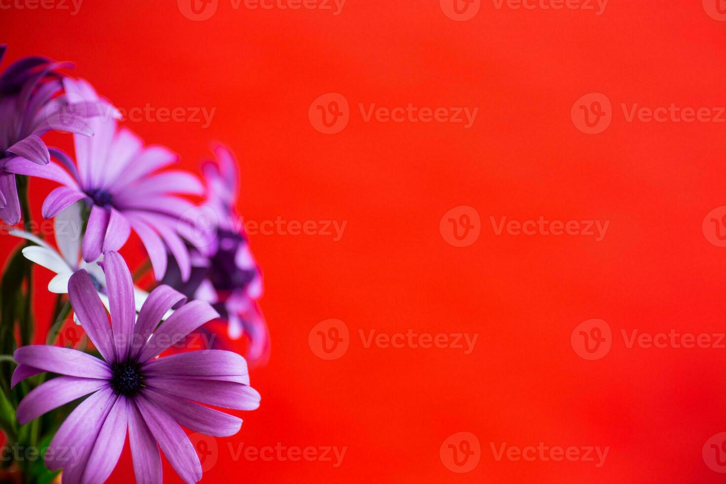 Beautiful white and purple Osteospermum flowers on red background photo