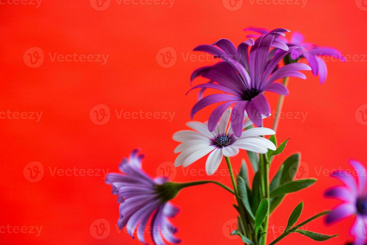 Beautiful white and purple Osteospermum flowers on red background photo
