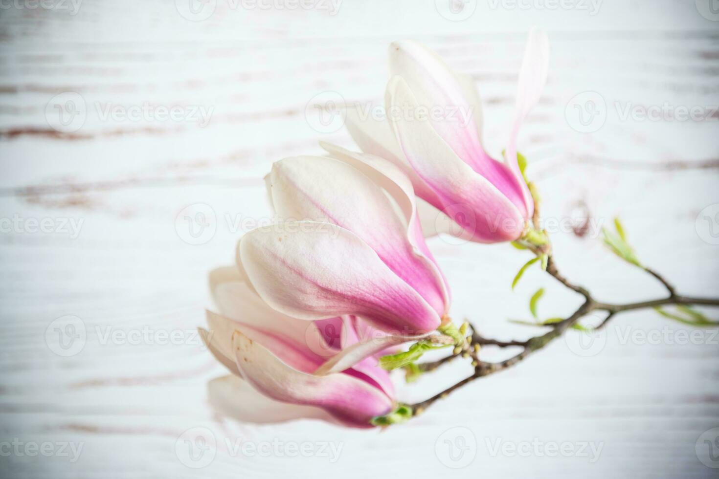 Branch with blooming pink Magnolia flowers on wooden background photo