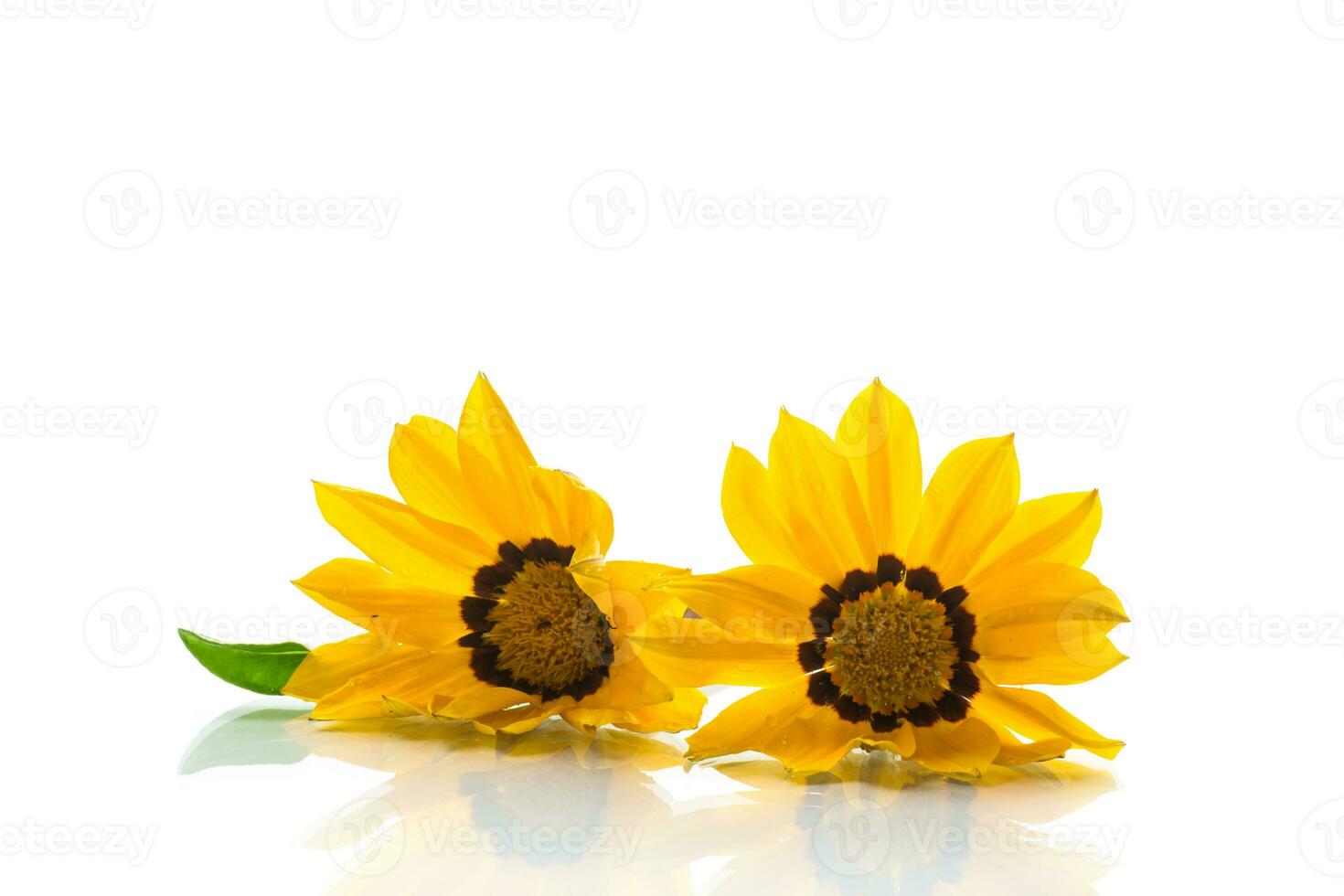 Beautiful yellow Gazania flowers on white background. photo
