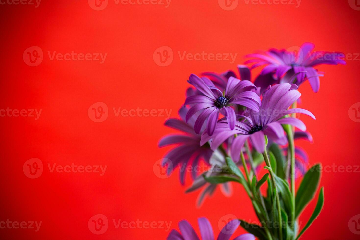 Beautiful white and purple Osteospermum flowers on red background photo