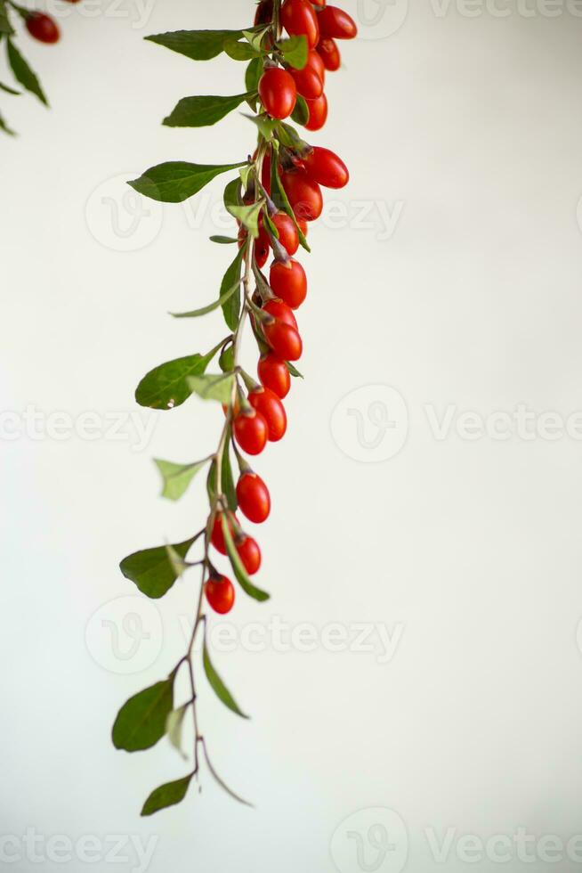 Branch with ripe red goji berry on grey background photo