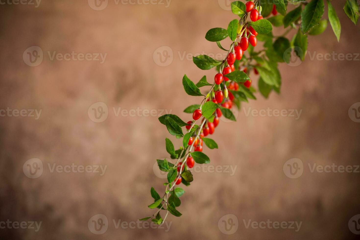 Branch with ripe red goji berry on brown background photo
