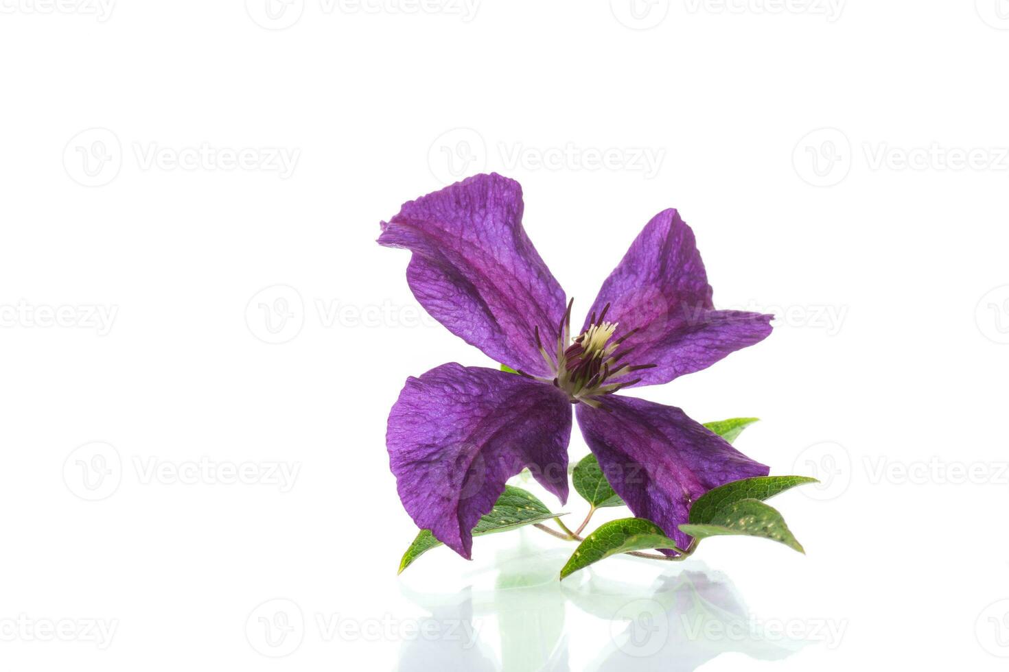 Purple beautiful single Clematis flower on a white background. photo