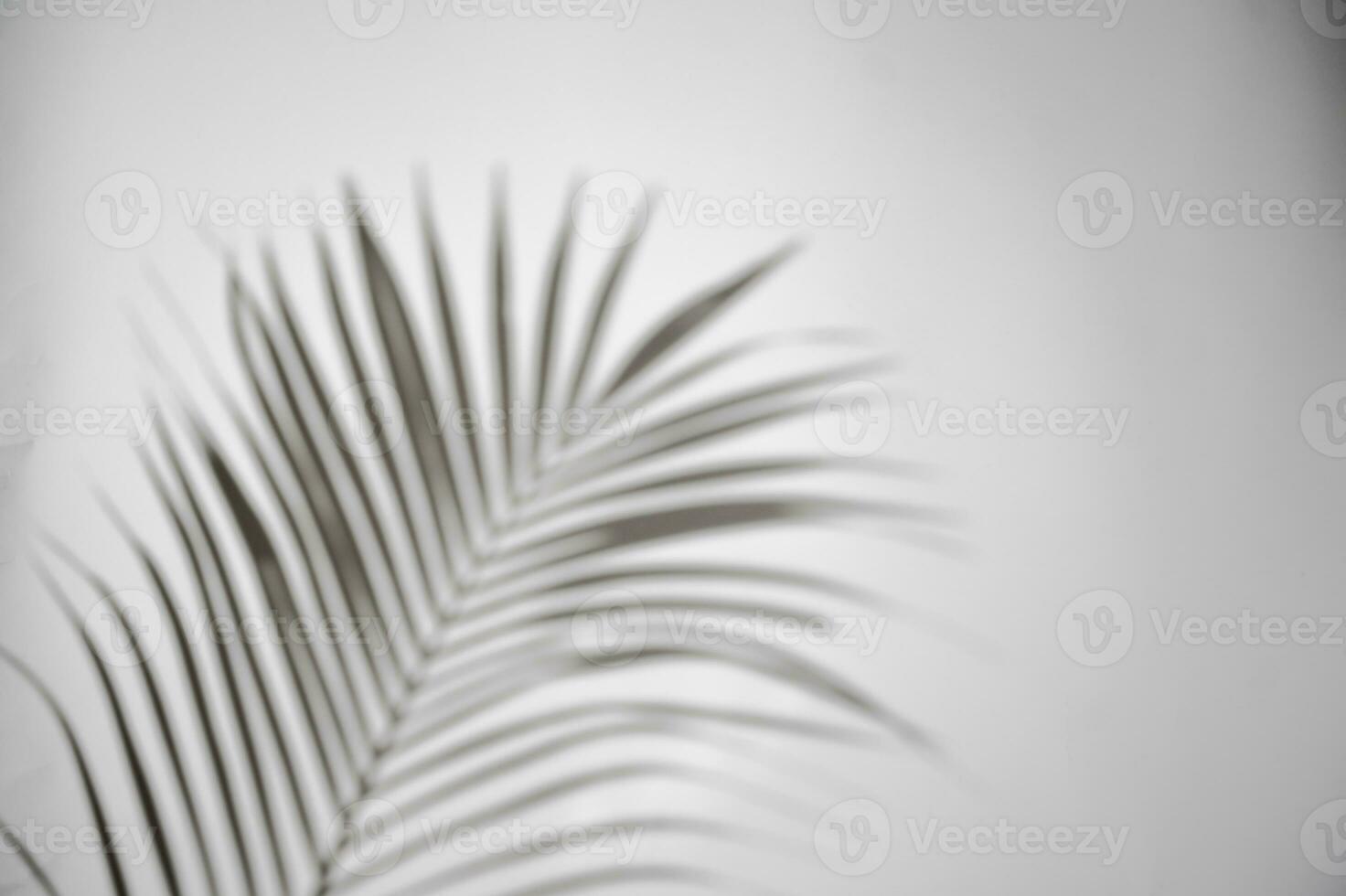 movimiento de sombra palma hoja en el viento soplo cubrir en blanco pared difuminar fondo, conceptos verano foto