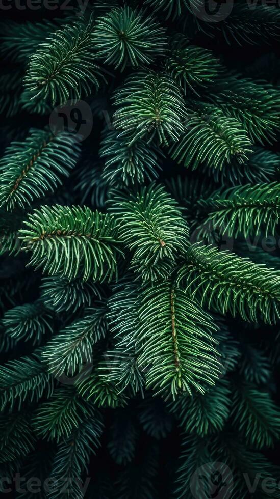 Festive Christmas Tree Branches - Generative AI photo
