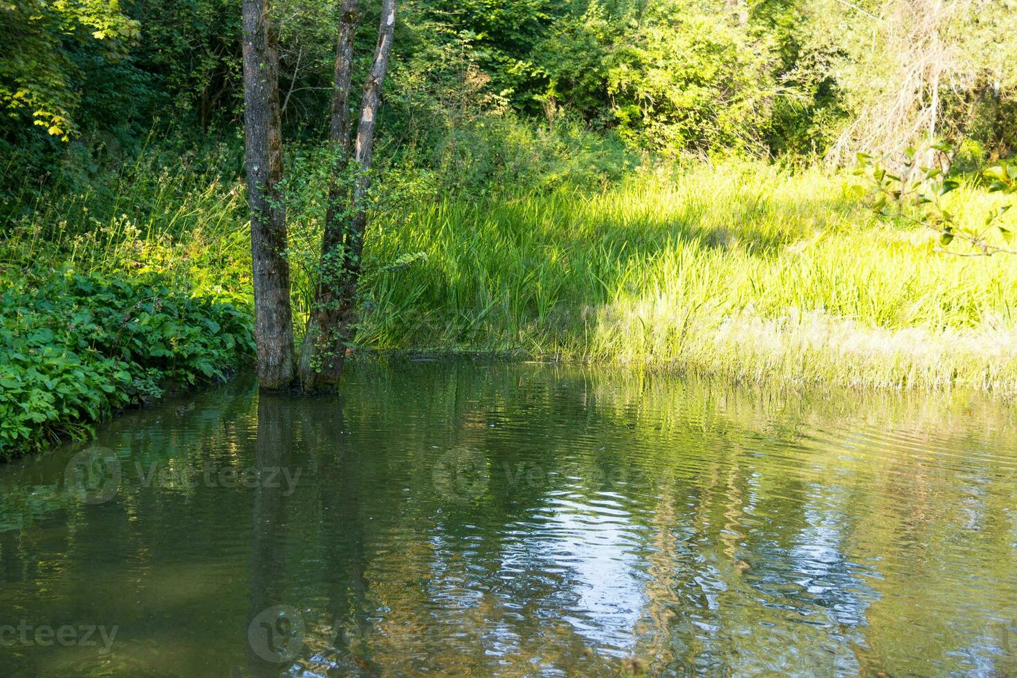 Natural view on a rural pond and a green forest. Small lake with swimming ducks photo
