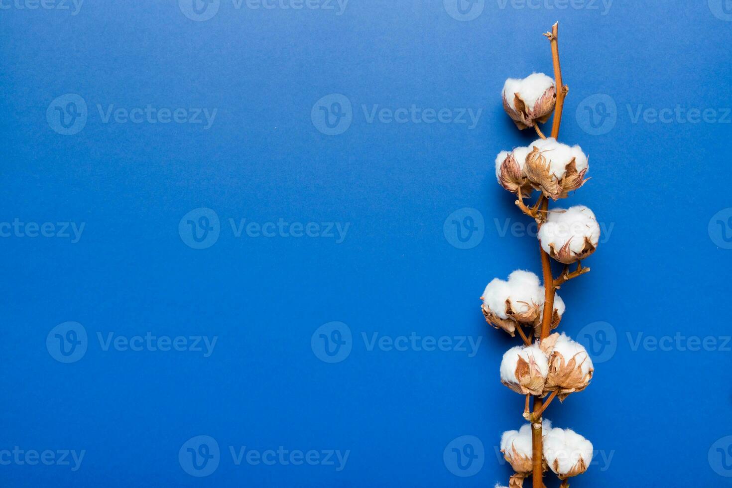 Autumn Floral composition. Dried white fluffy cotton flower branch top view on colored table with copy space photo