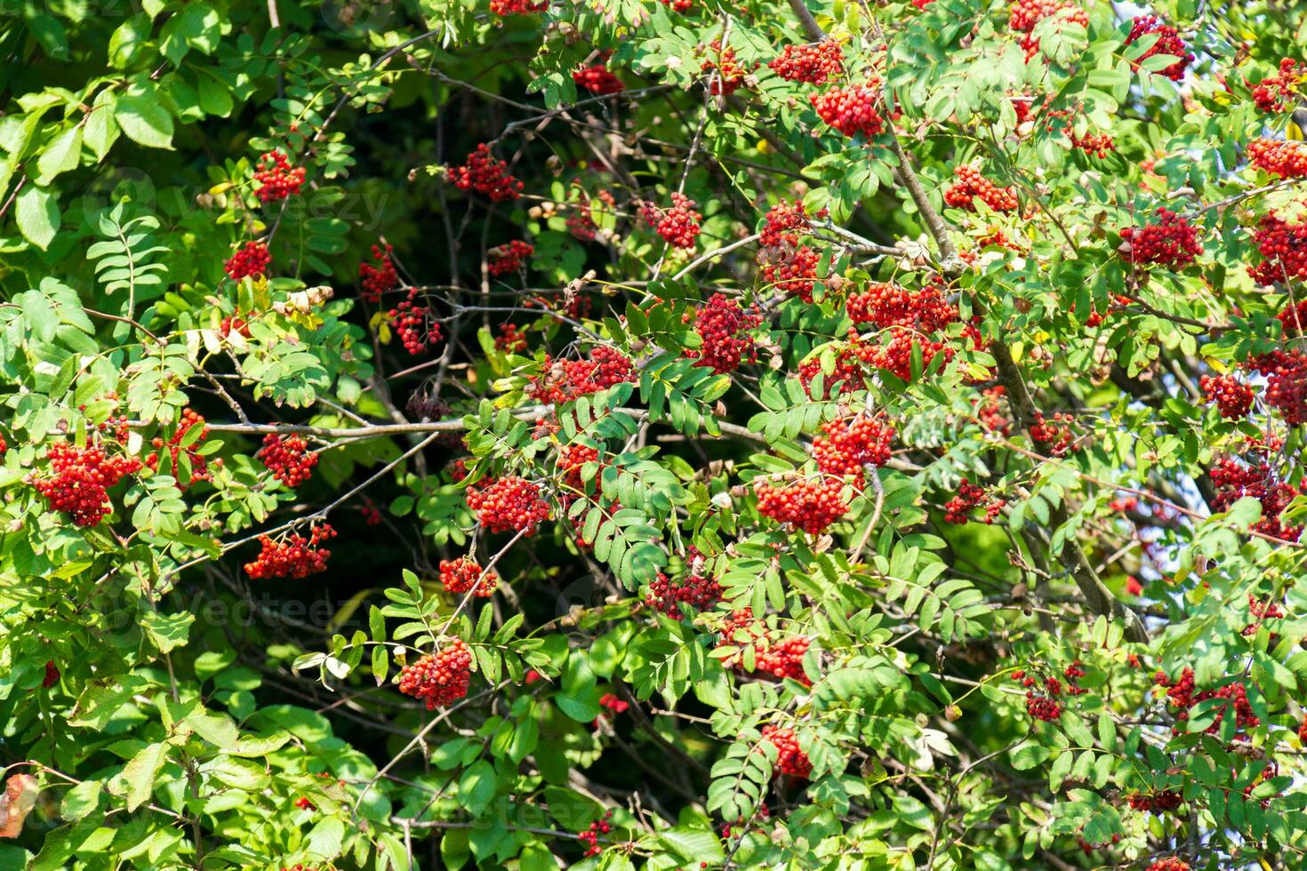 A lot of branches of ripe red rowanberries in the sunbeam in autumn. Bunches of fresh berries photo