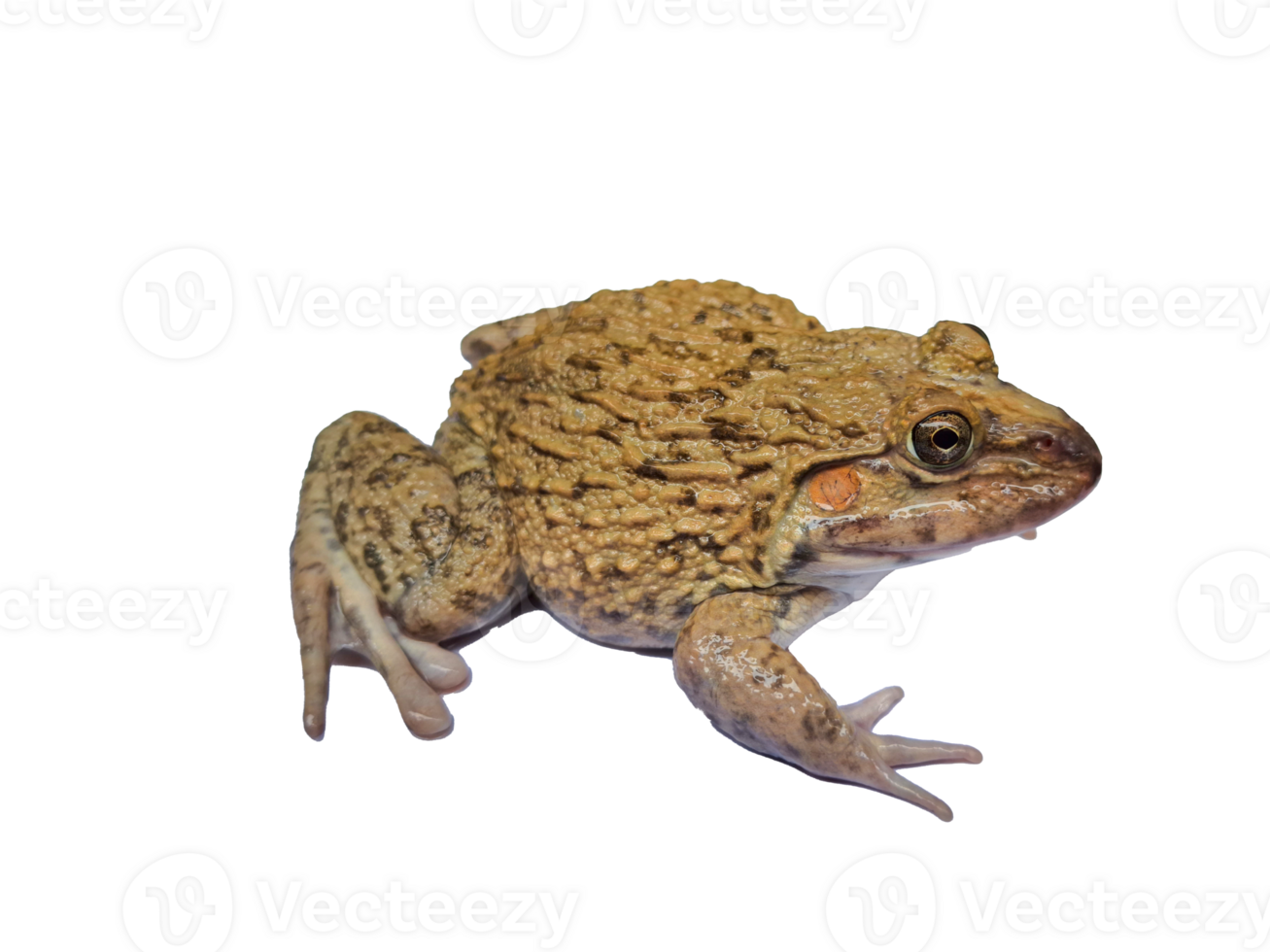 frog, hoplobatrachus rugulosus png