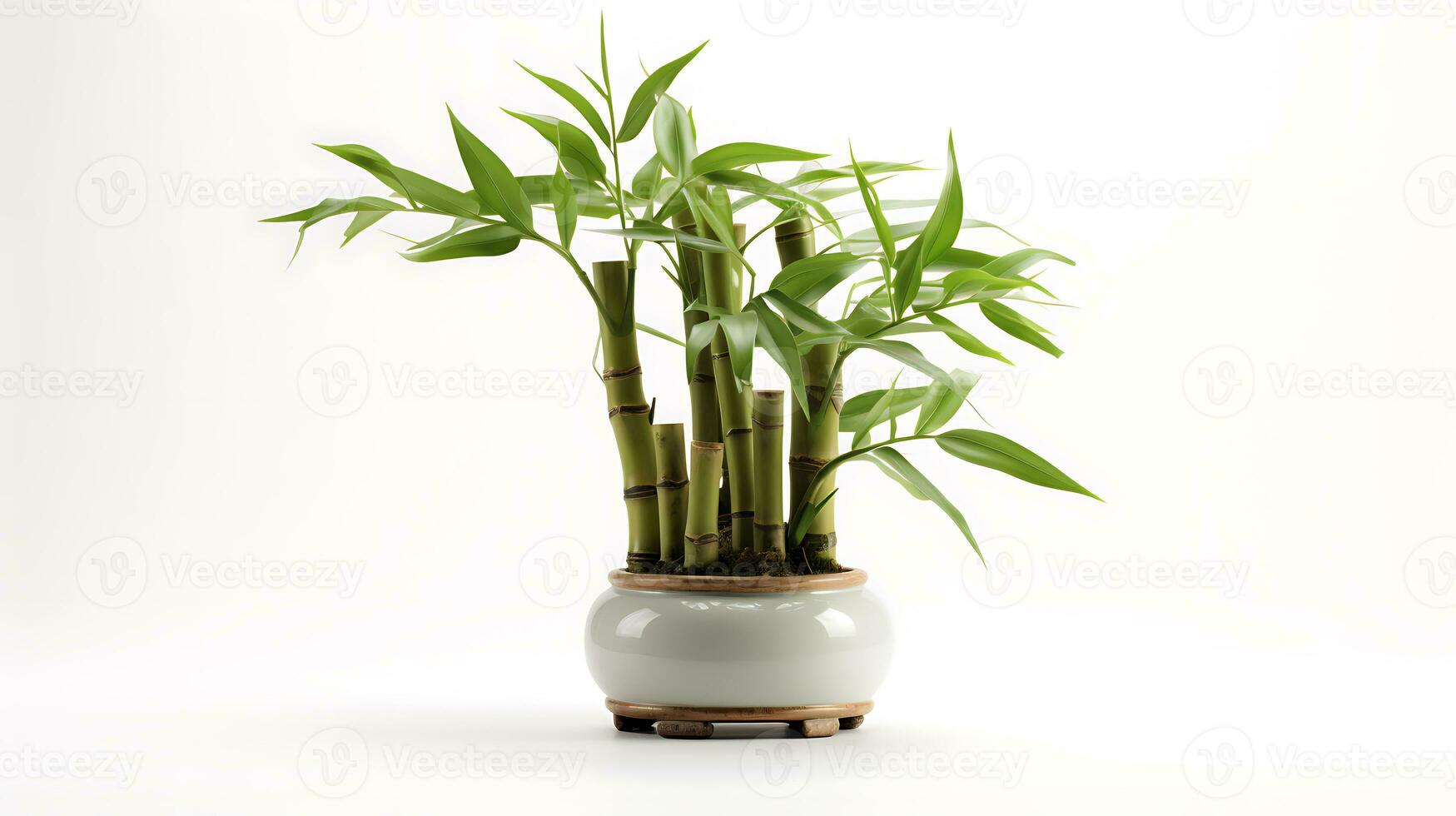 Lucky bamboo isolated on white background ai generated photo