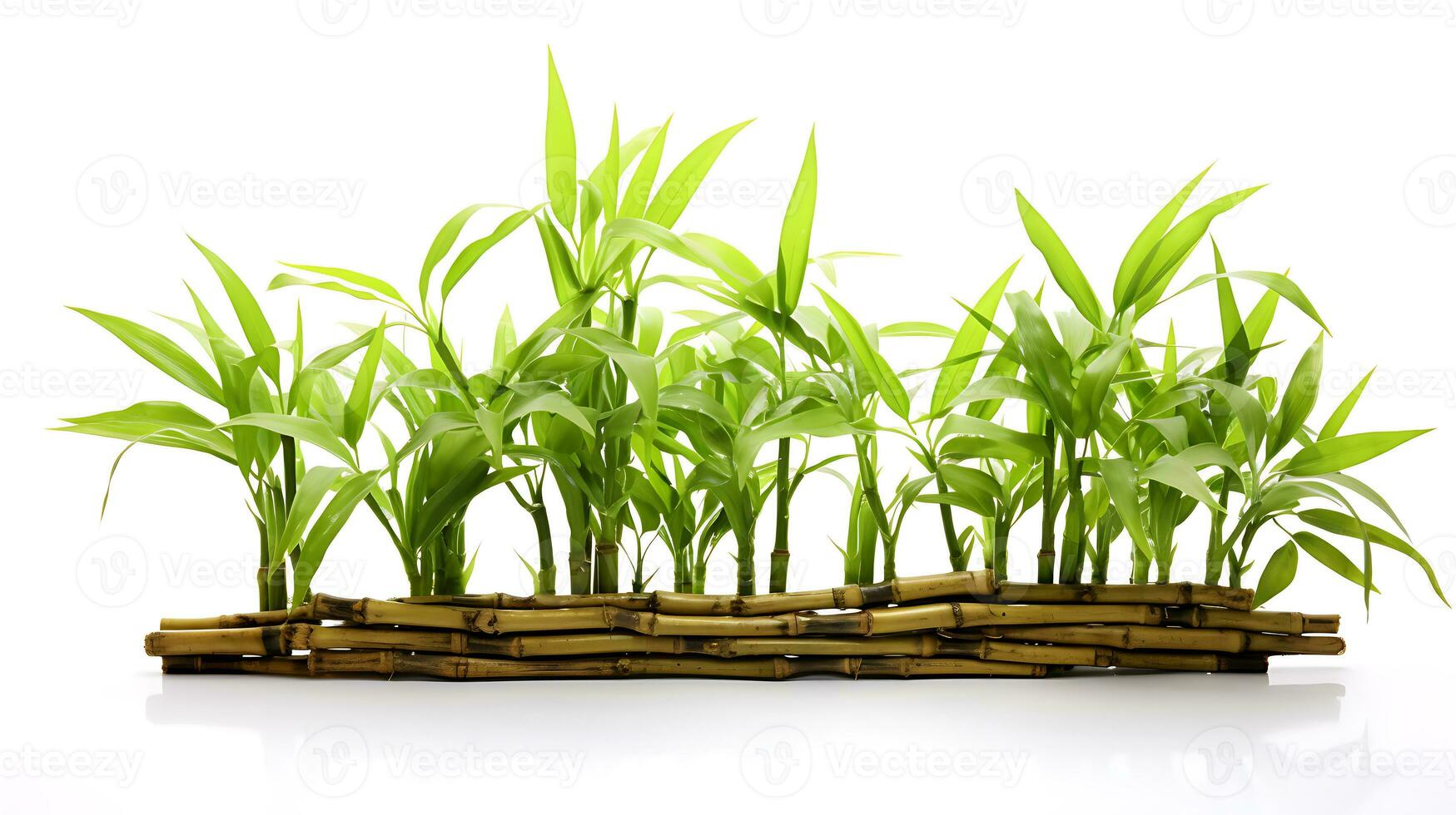 Lucky bamboo isolated on white background ai generated photo