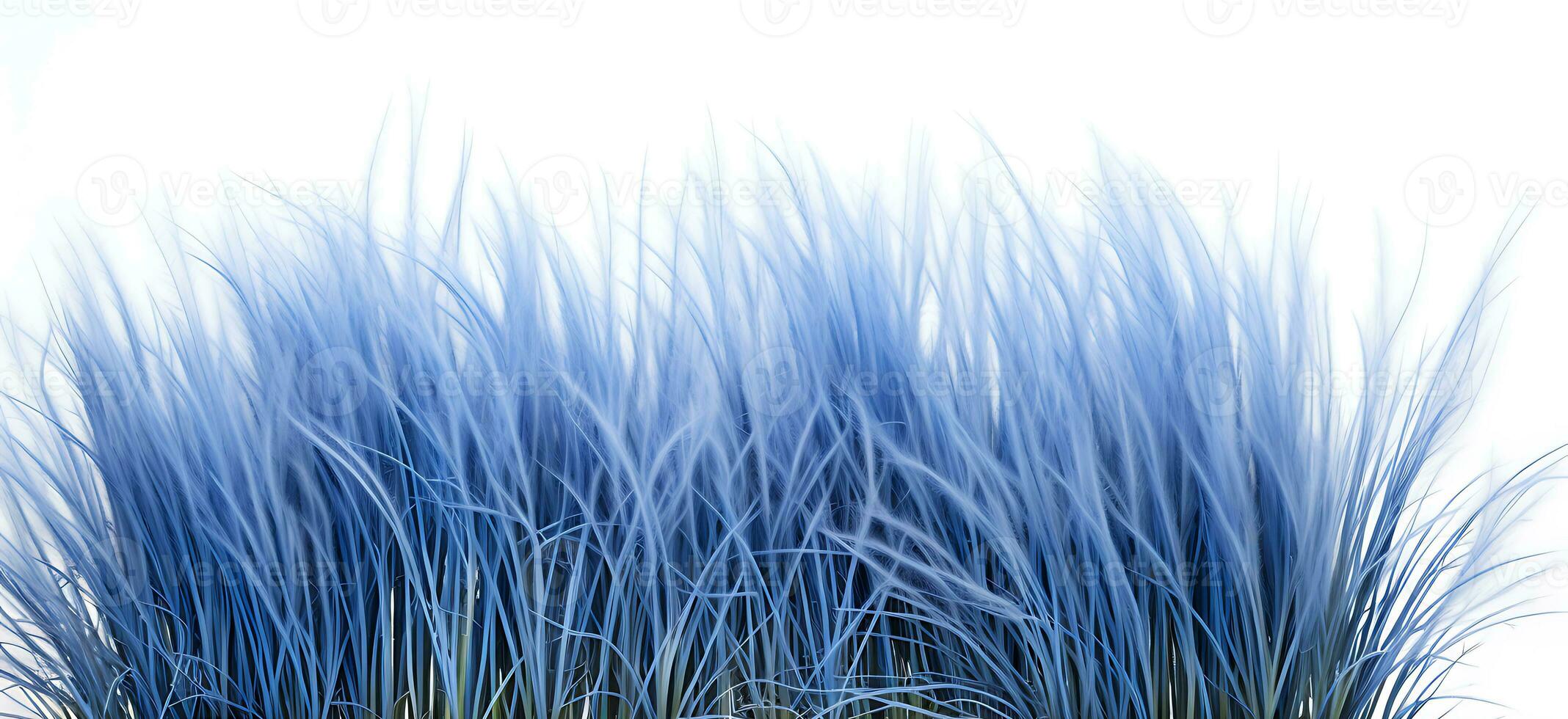 Blue fescue grass border isolated on white background ai generated photo