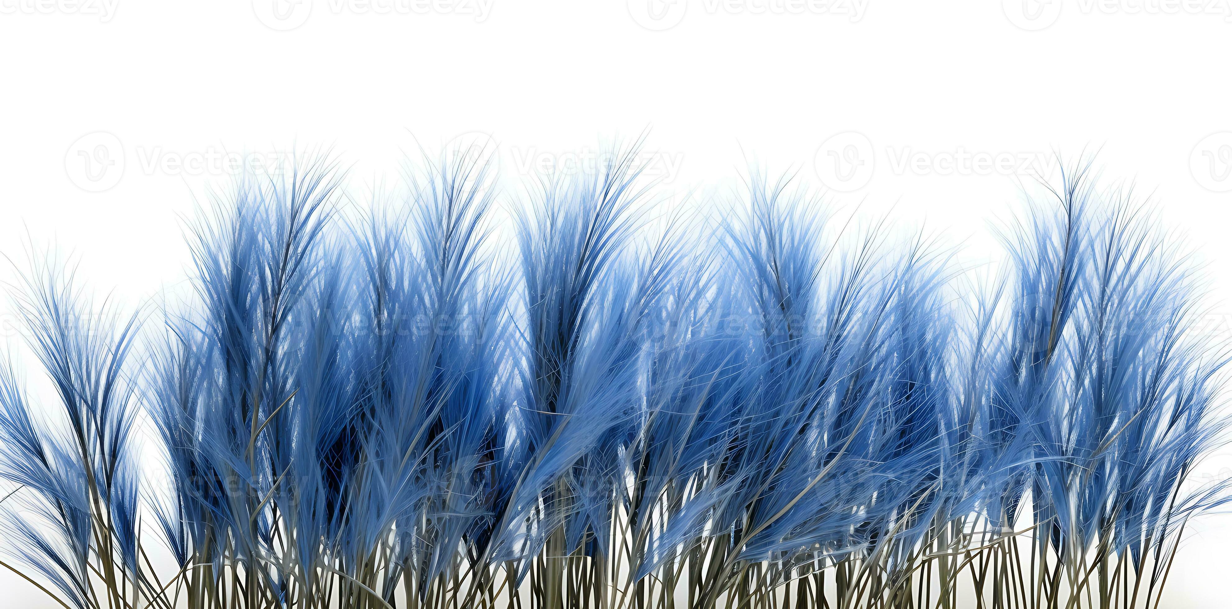 Blue fescue grass border isolated on white background ai generated 31415208 Stock Photo at Vecteezy