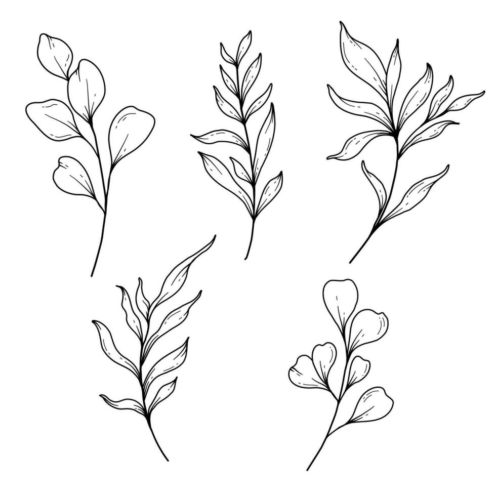 webeucalipto verdor línea arte, multa línea hojas mano dibujado ilustración. botánico colorante página. contorno hojas aislado en blanco vector