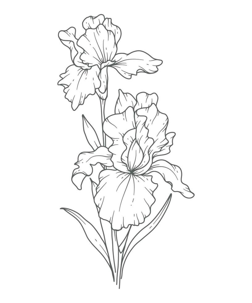 Iris flower Line Art. Iris outline Illustration. February Birth Month Flower. Iris outline isolated on white. Hand painted line art botanical illustration. vector