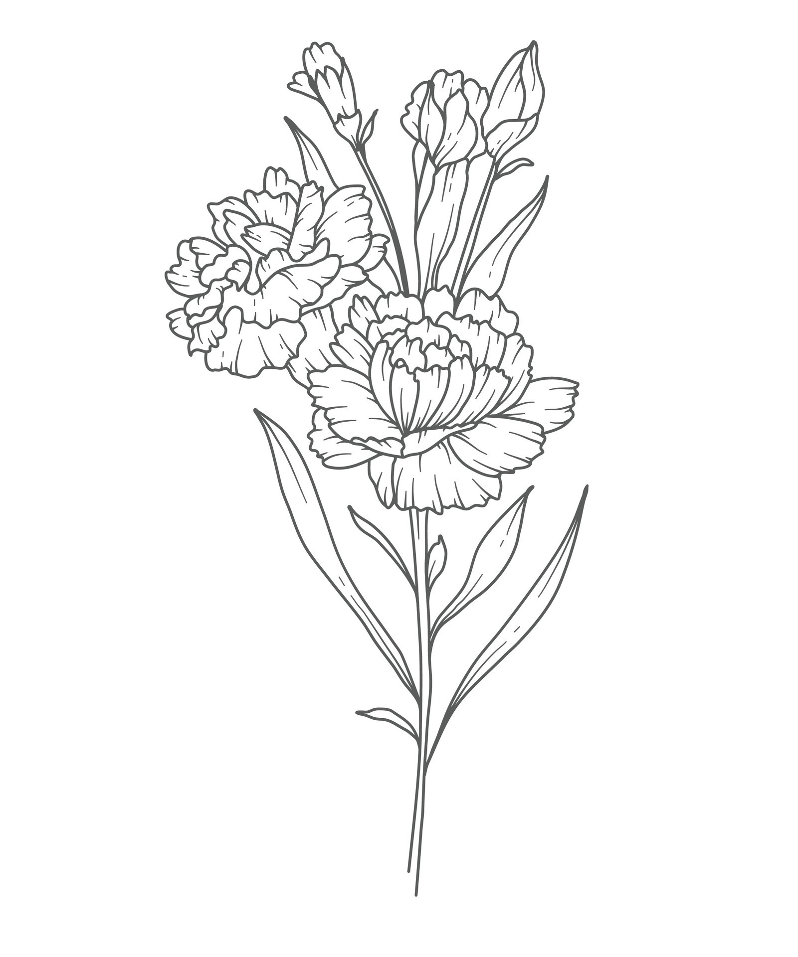 Simple Carnation Line Drawing
 Carnation Line Art Carnation flower outline Illustration January