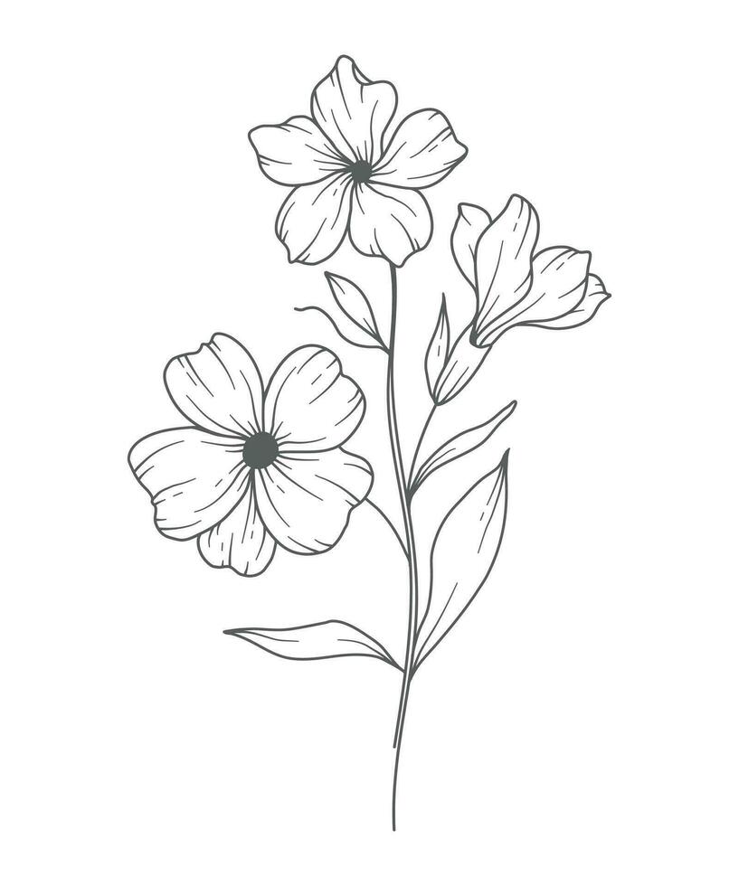 Primrose flower Line Art. Primrose outline Illustration. February Birth Month Flower. Primrose outline isolated on white. Hand painted line art botanical illustration. vector