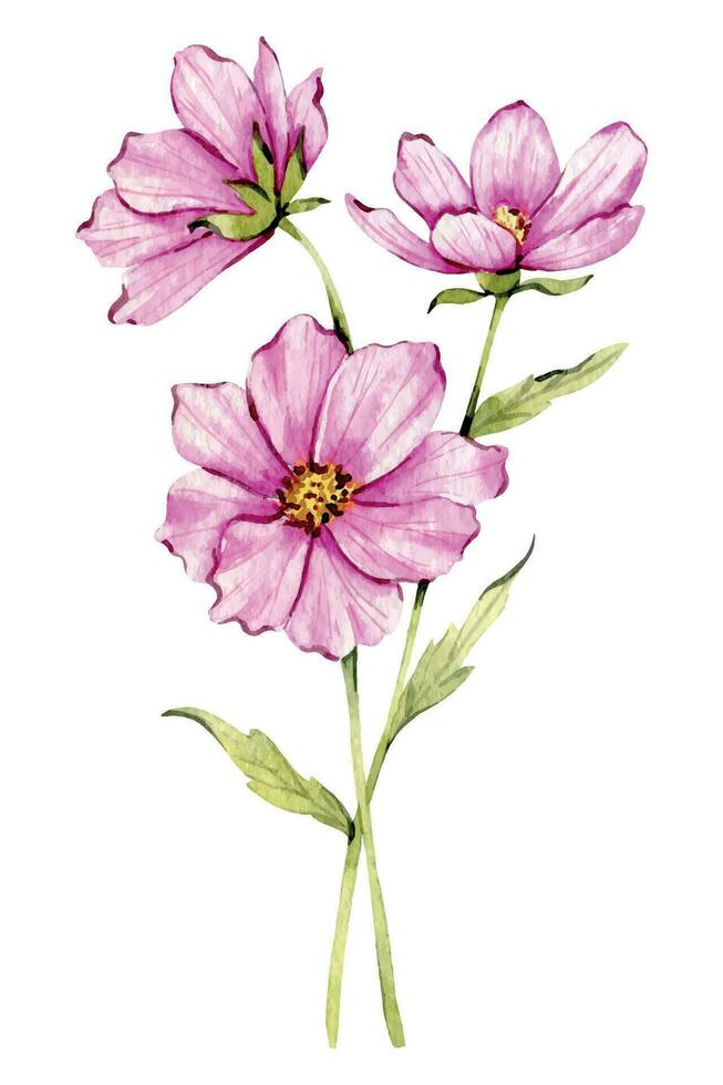 Cosmos Watercolor Illustration. Cosmos flower isolated on white. October Birth Month Flower. Cosmos Hand painted watercolor botanical illustration. vector