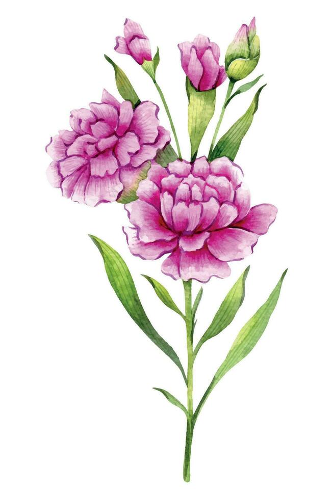 Carnation Watercolor Illustration. Carnation flower isolated on white. January Birth Month Flower. Carnation Hand painted watercolor botanical illustration. vector