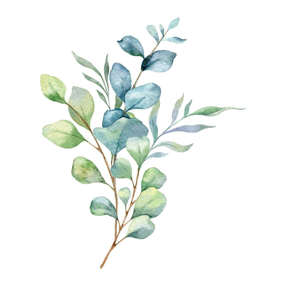 Eucalyptus Watercolor Illustration. Eucalyptus Greenery Hand Painted isolated on white background.  Perfect for wedding invitations, floral labels, bridal shower and  floral greeting cards vector