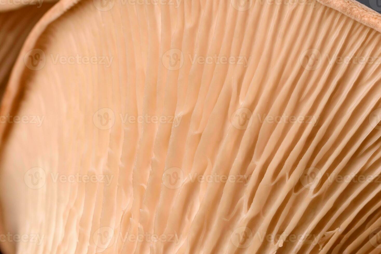 Pleurotus eryngii mushrooms on a dark concrete background photo