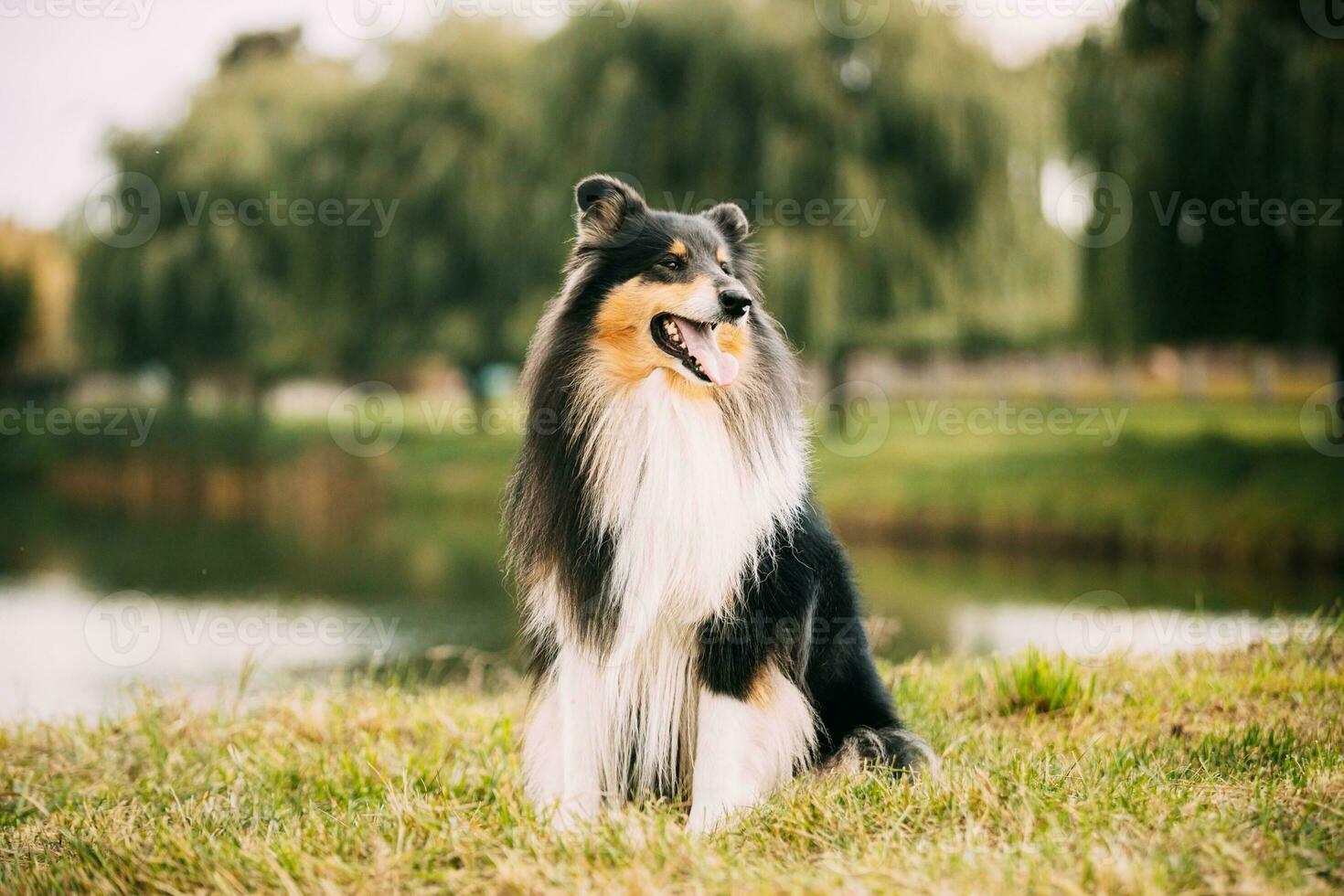 Tricolor Rough Collie, Funny Scottish Collie, Long-haired Co photo