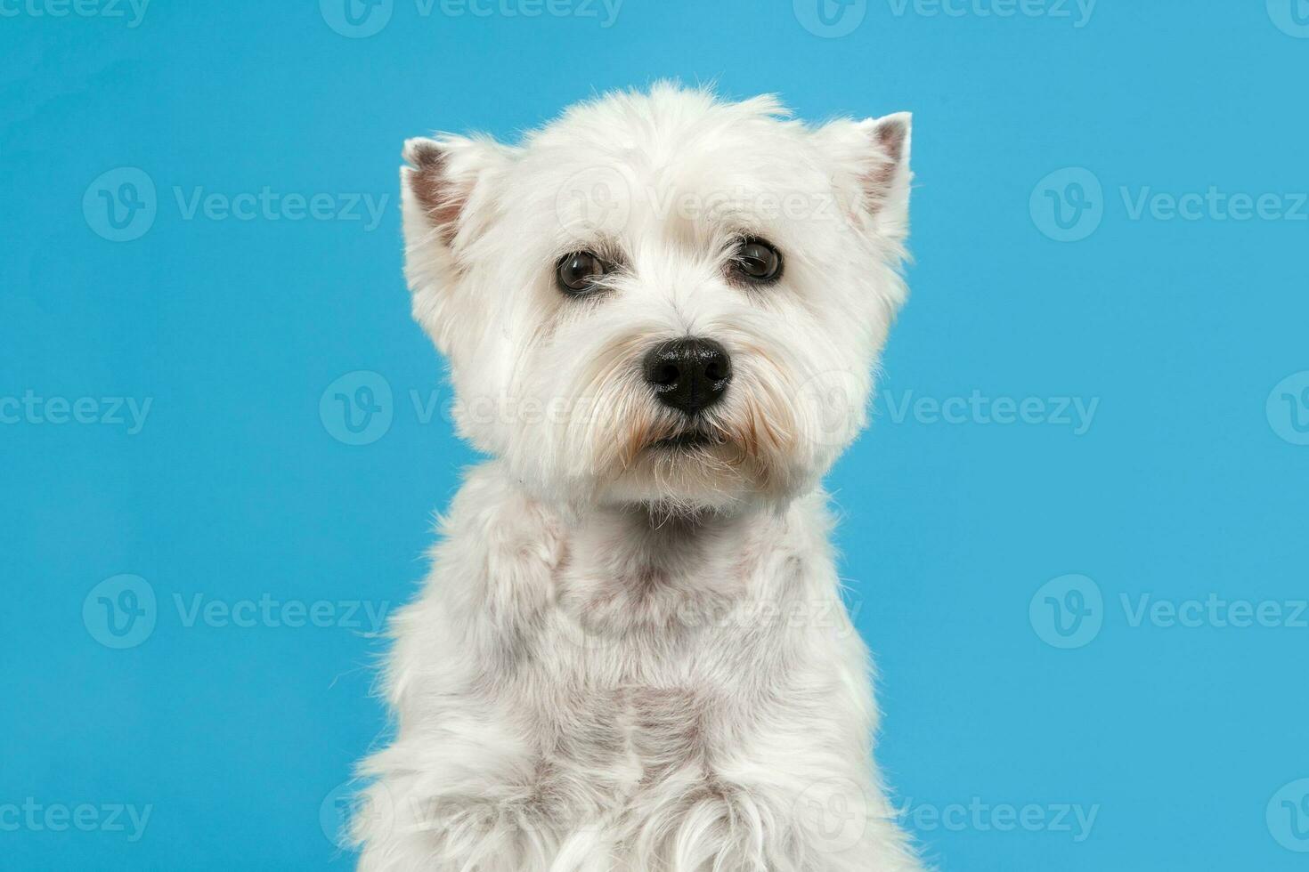 West Highland Terrier Dog photo