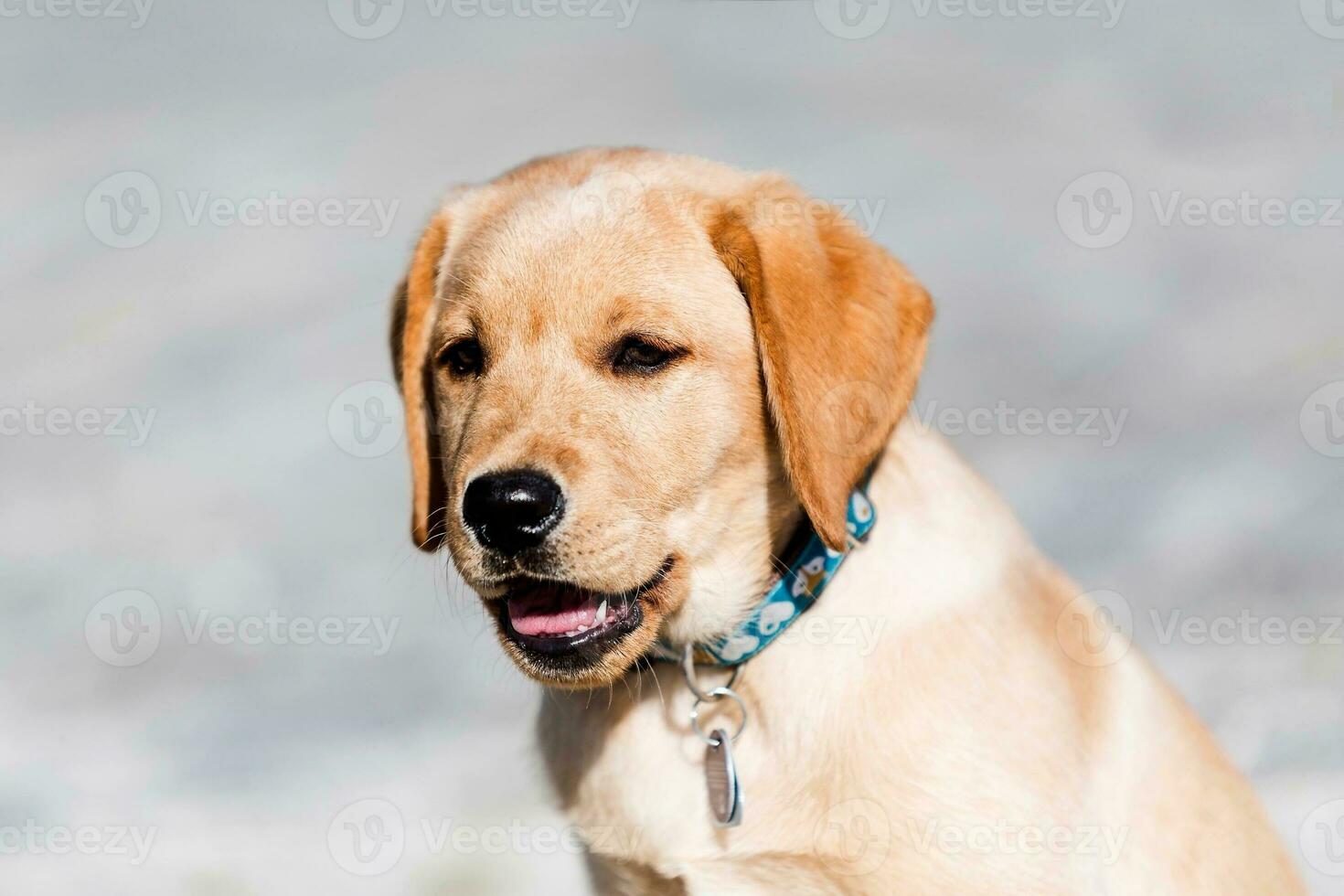 Young golden retriever puppy playing outdoors photo