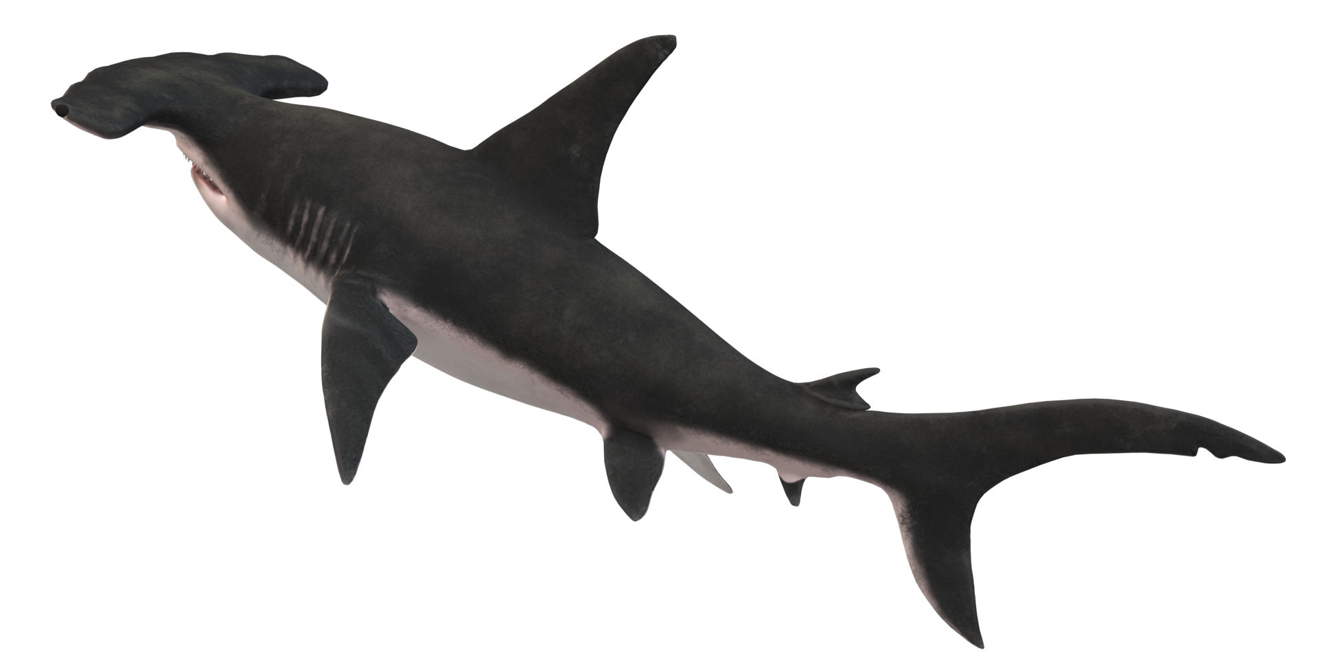 Hammerhead shark isolated on a Transparent Background png