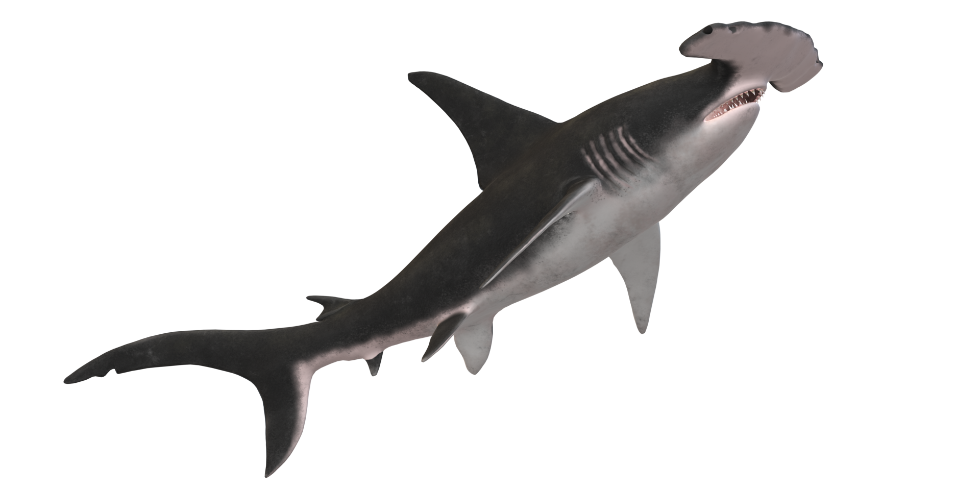 Hammerhead shark isolated on a Transparent Background 31424815 PNG