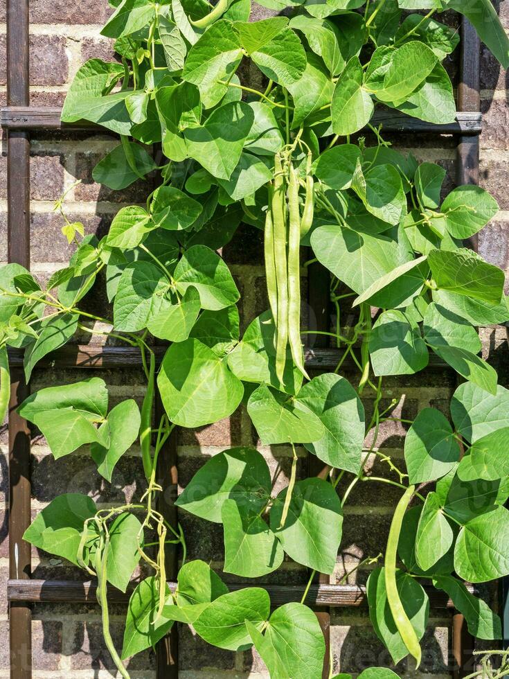 Runner bean White Lady plants climbing on a wooden trellis photo