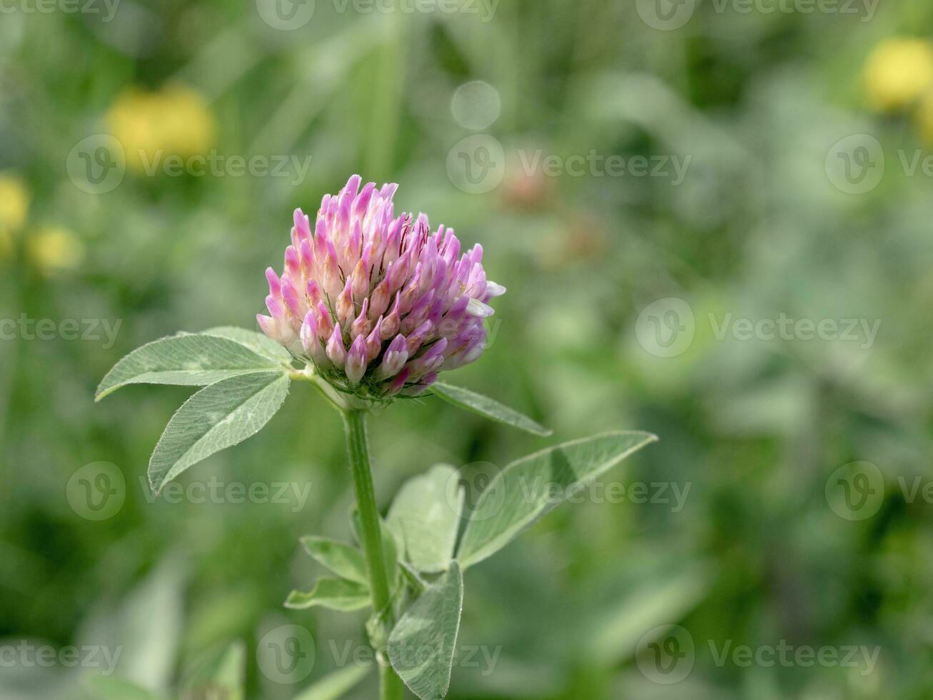 Closeup of a pink clover flower in a meadow photo