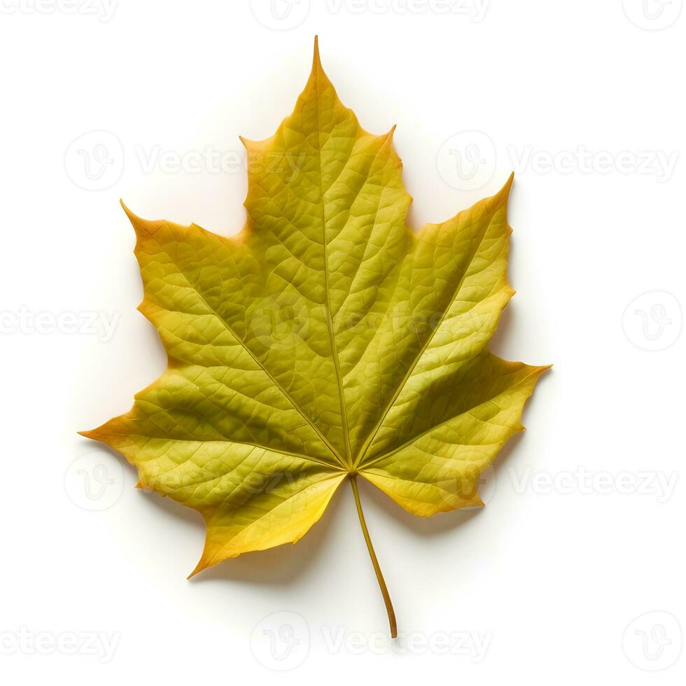 photo autumn leaves isolated in white background ai generated